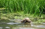 . . . beim St�bern im Schilfwasser